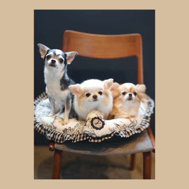 【本店11F】4/19 TO BE BEIGEと作るトワルドジュイ柄のハート型ペットベット（イニシャル刺繍ハートピロー付き）