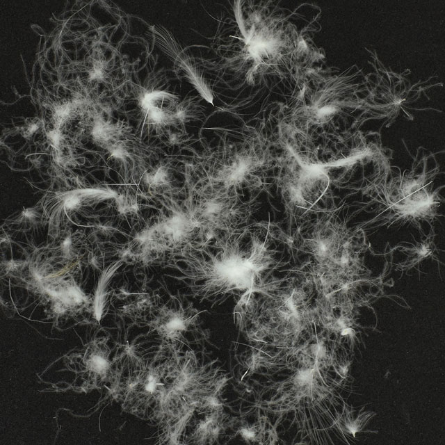 羽根 ダウン300g(BSD10000) 白 07Bj99_