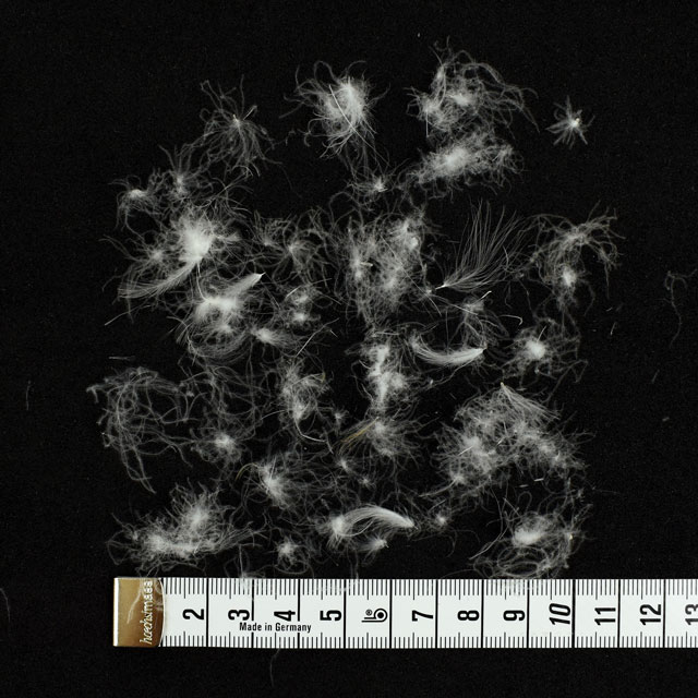 羽根 ダウン300g(BSD10000) 白 07Bj99_